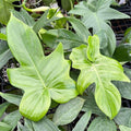 Gabriella Plants Philodendron 3" Philodendron pedatum