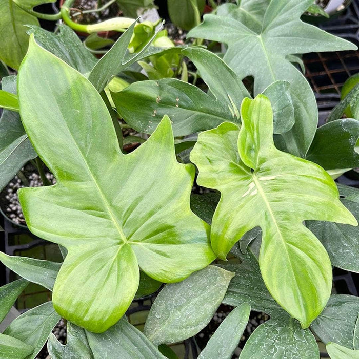 Gabriella Plants Philodendron 3" Philodendron pedatum