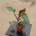 Gabriella Plants Philodendron Philodendron Pink Princess - 4"