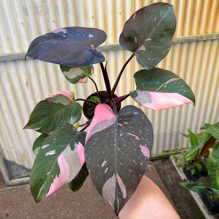 Gabriella Plants Philodendron 5" Philodendron 'Pink Princess'