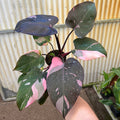 Gabriella Plants Philodendron 5" Philodendron 'Pink Princess'