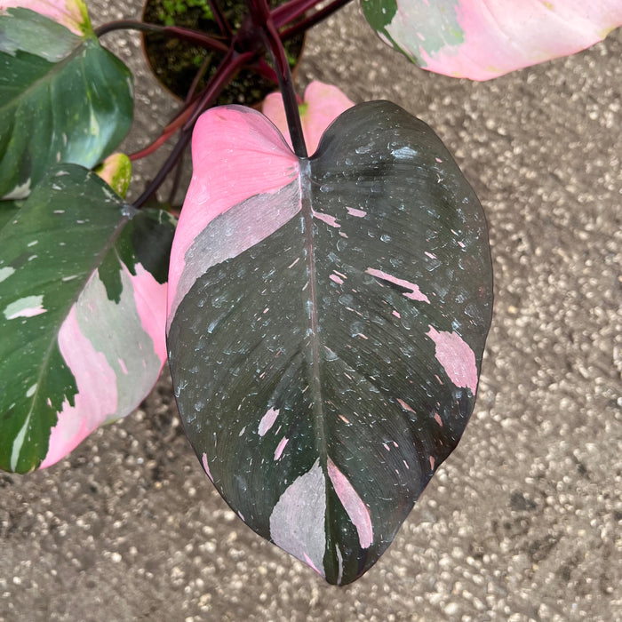Gabriella Plants Philodendron 5" Philodendron 'Pink Princess'