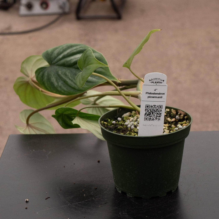 Gabriella Plants Philodendron 4" Philodendron plowmanii