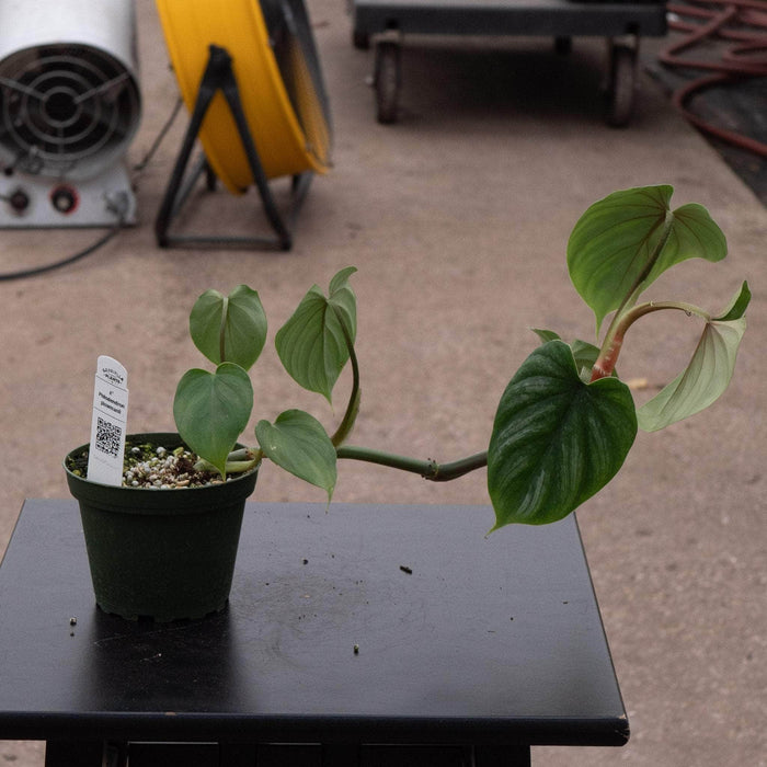 Gabriella Plants Philodendron 4" Philodendron plowmanii