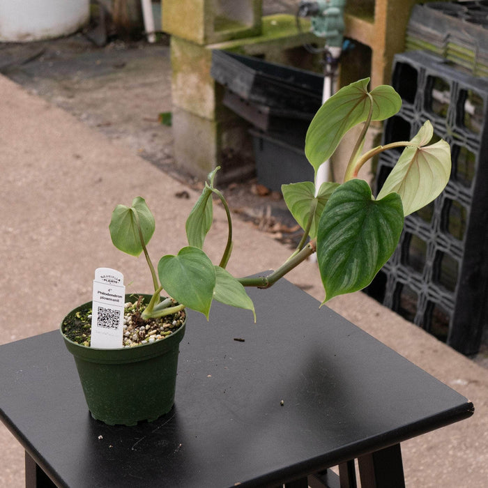 Gabriella Plants Philodendron 4" Philodendron plowmanii