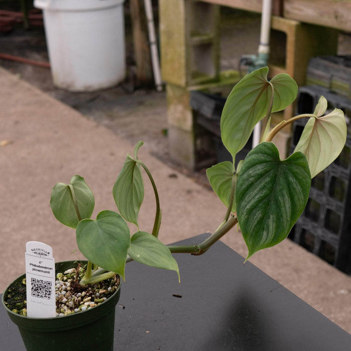 Gabriella Plants Philodendron 4" Philodendron plowmanii