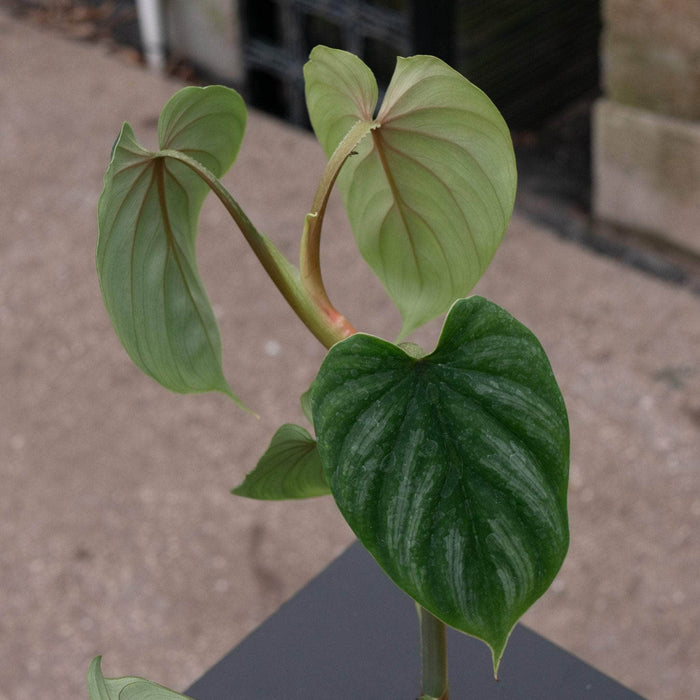 Gabriella Plants Philodendron 4" Philodendron plowmanii
