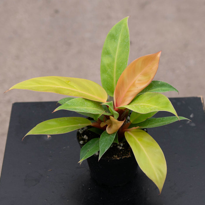 Gabriella Plants Philodendron Philodendron 'Prince of Orange'