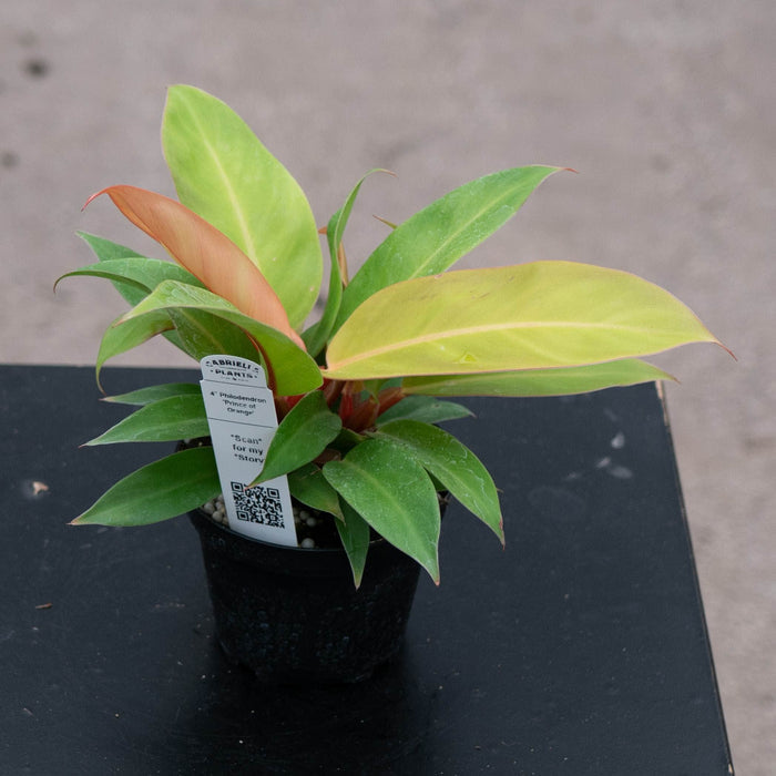 Gabriella Plants Philodendron Philodendron 'Prince of Orange'