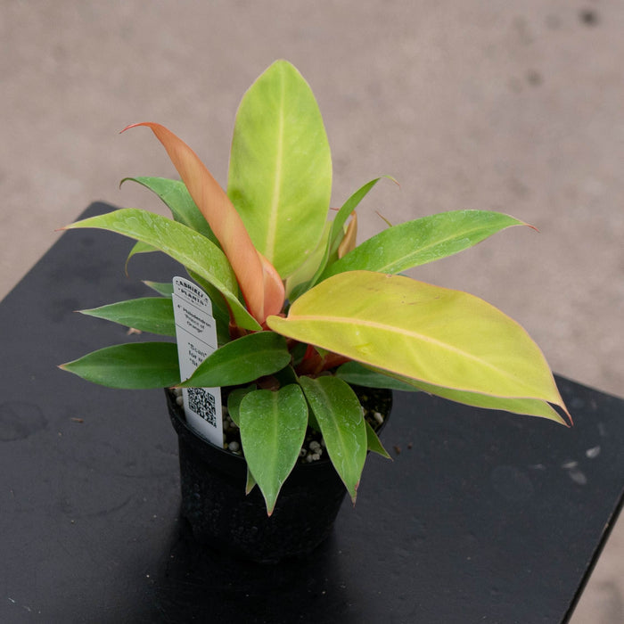 Gabriella Plants Philodendron Philodendron 'Prince of Orange'