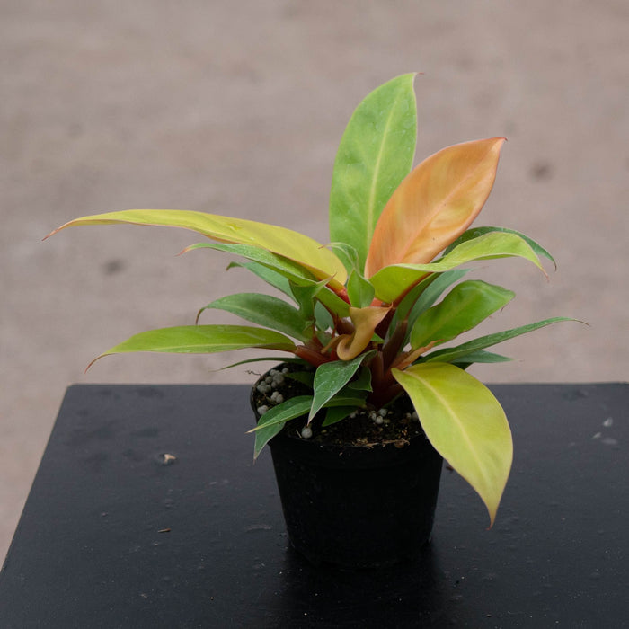 Gabriella Plants Philodendron Philodendron 'Prince of Orange'