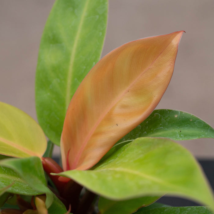 Gabriella Plants Philodendron Philodendron 'Prince of Orange'