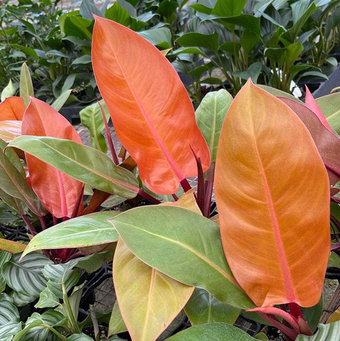 Gabriella Plants Hybrid Philodendron 4" Philodendron 'Prince of Orange'