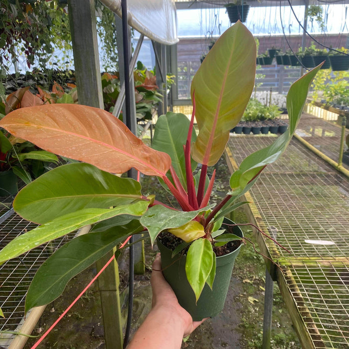 Gabriella Plants Philodendron 6" Philodendron 'Prince of Orange'