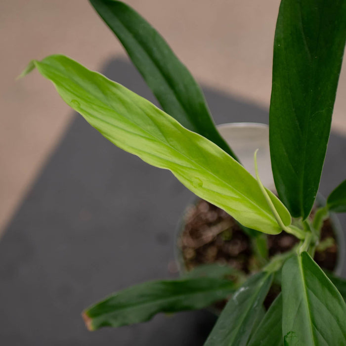 Gabriella Plants Philodendron 3" Philodendron pteromischum 'Narrow'