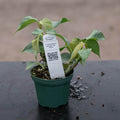 Gabriella Plants Philodendron 3" Philodendron pteropus aff. 'Silver'