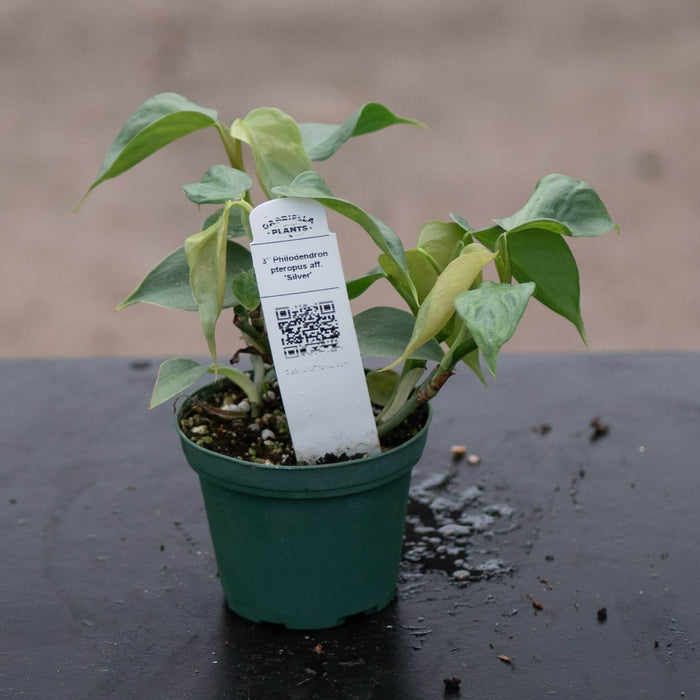 Gabriella Plants Philodendron 3" Philodendron pteropus aff. 'Silver'