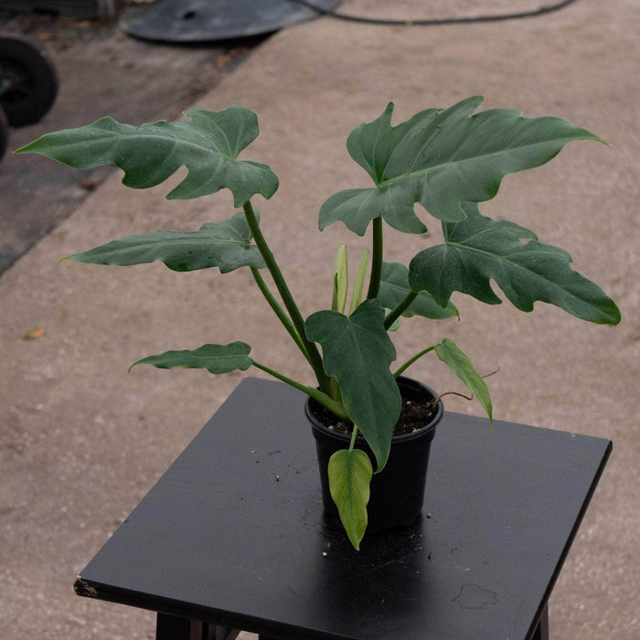Gabriella Plants Philodendron 4" Philodendron radiatum aff.