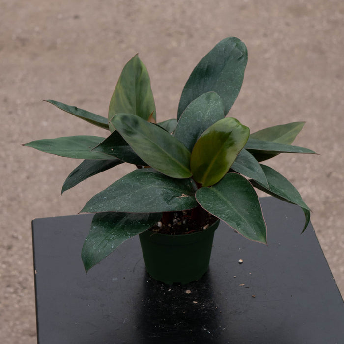 Gabriella Plants Philodendron Philodendron 'Red Congo Mini'