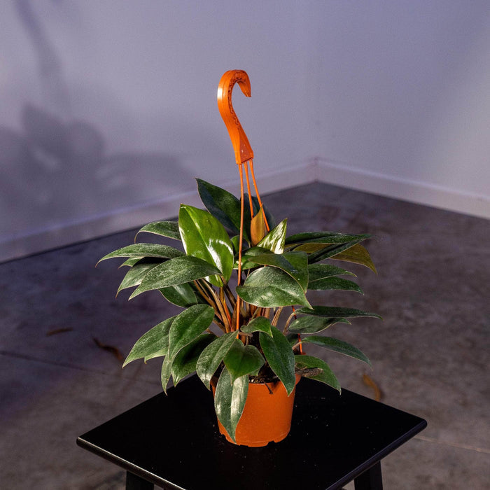 Gabriella Plants Philodendron Philodendron 'Red Congo Mini'