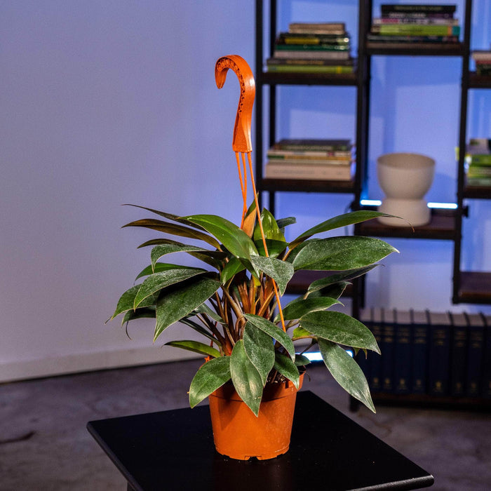 Gabriella Plants Philodendron Philodendron 'Red Congo Mini'
