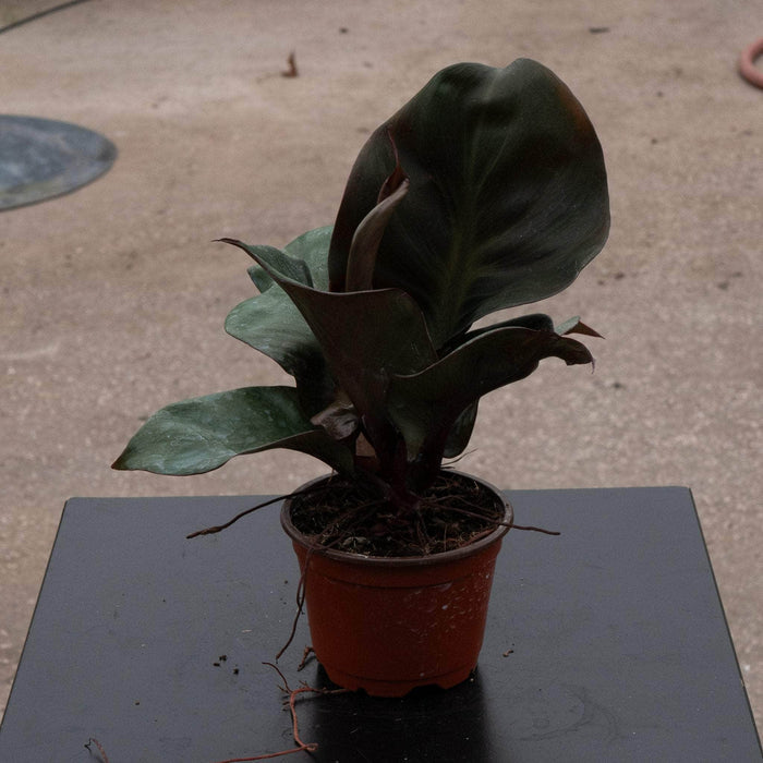 Gabriella Plants Philodendron 4" Philodendron 'Red Heart'