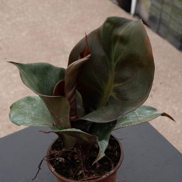 Gabriella Plants Philodendron 4" Philodendron 'Red Heart'