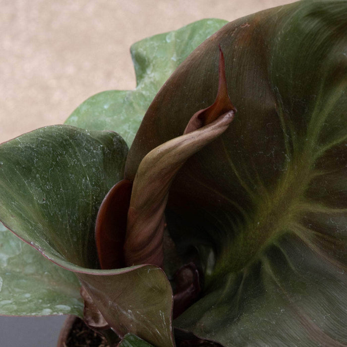 Gabriella Plants Philodendron 4" Philodendron 'Red Heart'