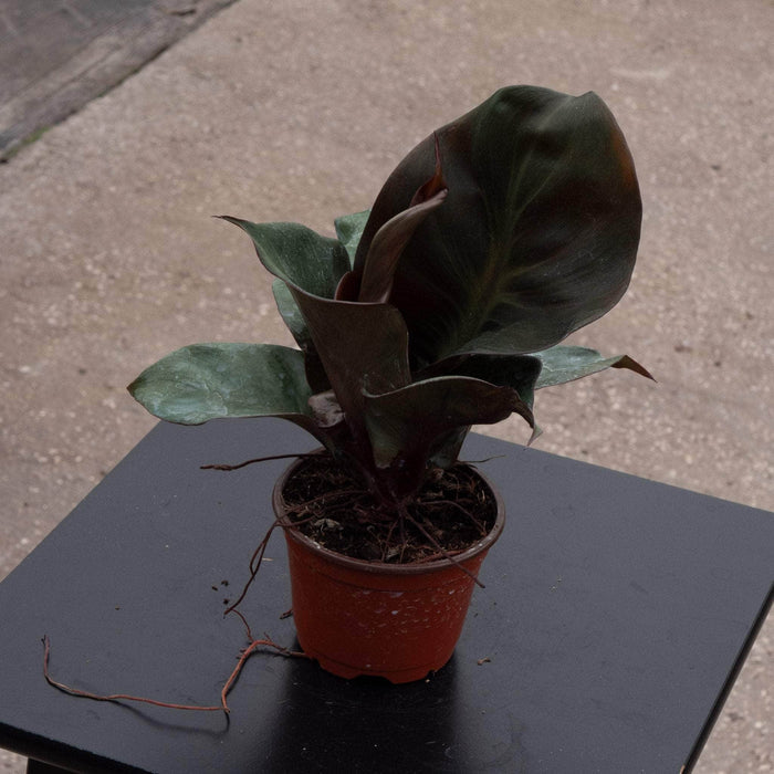 Gabriella Plants Philodendron 4" Philodendron 'Red Heart'