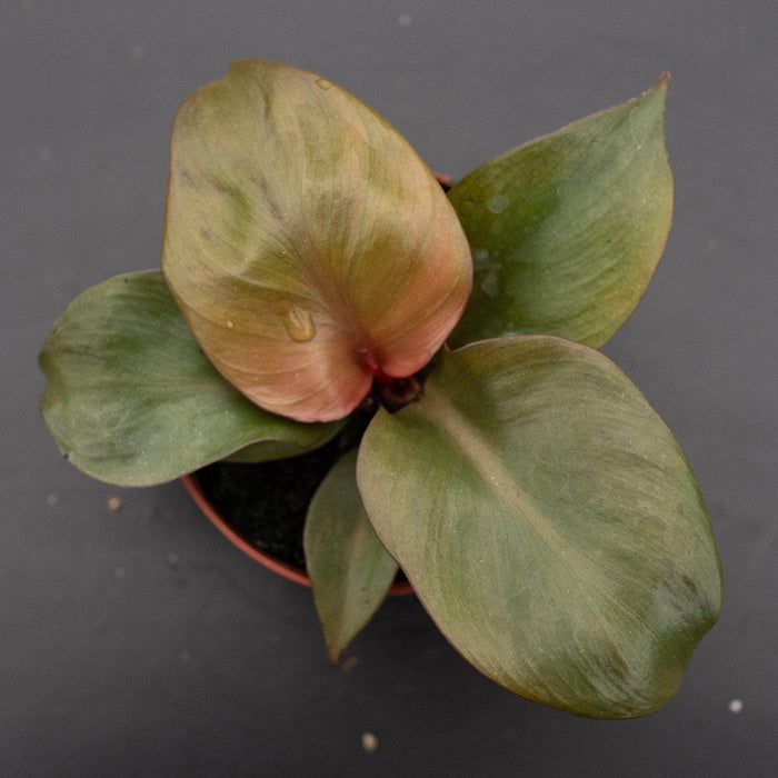 Gabriella Plants Philodendron 4" Philodendron 'Red Heart'