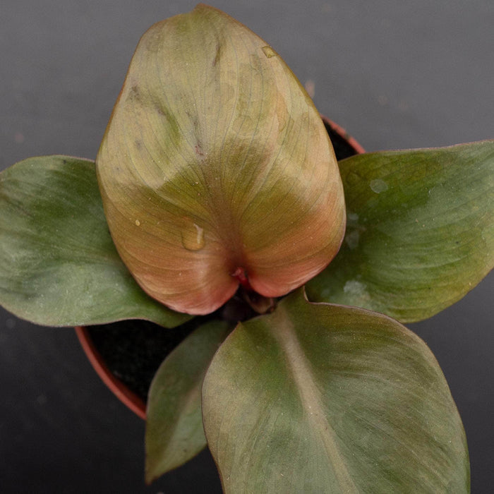 Gabriella Plants Philodendron 4" Philodendron 'Red Heart'