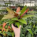 Gabriella Plants 4" Philodendron 'Red King' Multi