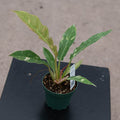 Gabriella Plants Indoor & Outdoor Plants 4" Philodendron ‘Ring of Fire’