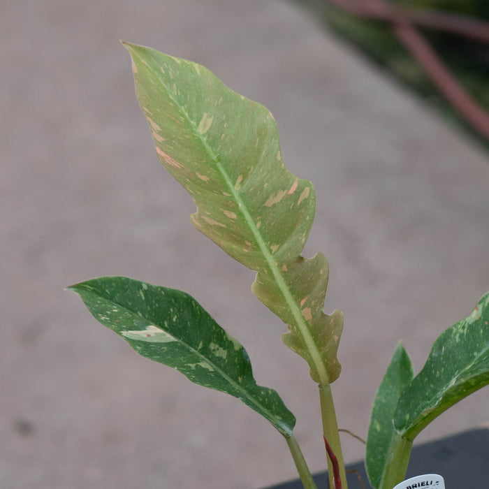 Gabriella Plants Indoor & Outdoor Plants 4" Philodendron ‘Ring of Fire’