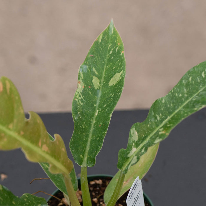Gabriella Plants Indoor & Outdoor Plants 4" Philodendron ‘Ring of Fire’
