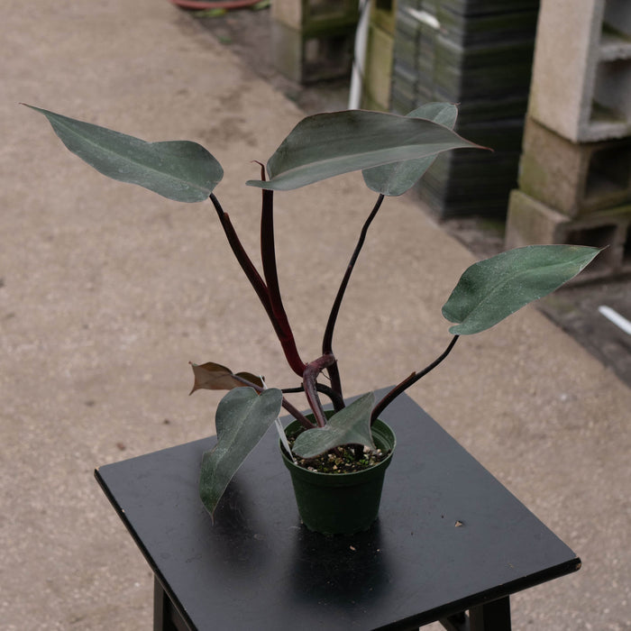 Gabriella Plants Philodendron Hybrid 4" Philodendron ‘Royal Queen’