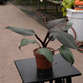 Gabriella Plants Philodendron Hybrid Philodendron ‘Royal Queen’