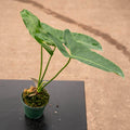 Gabriella Plants Philodendron 3" Philodendron 'Ruckus'