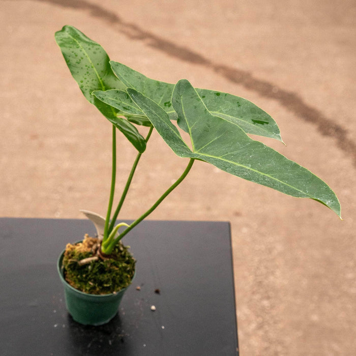 Gabriella Plants Philodendron 3" Philodendron 'Ruckus'