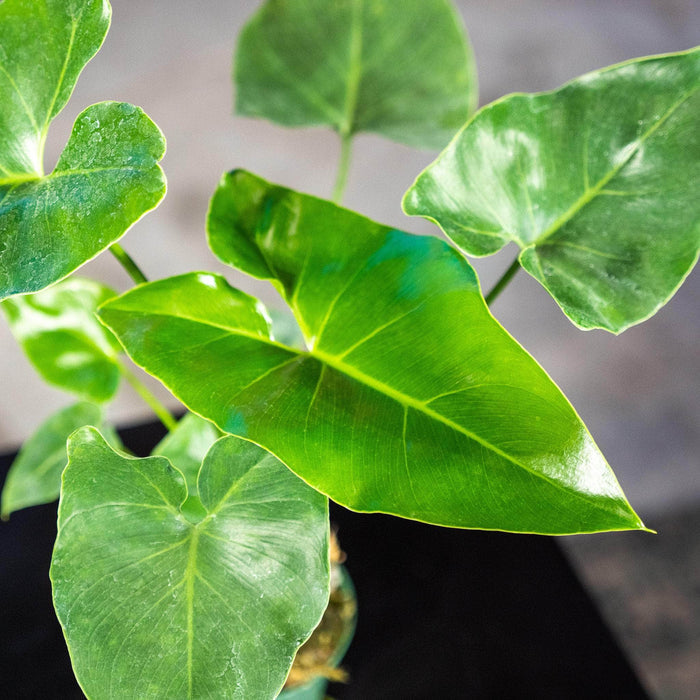 Gabriella Plants Philodendron 3" Philodendron 'Ruckus' Seedling