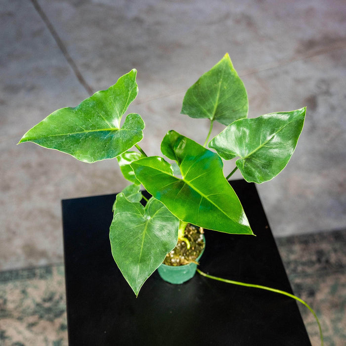 Gabriella Plants Philodendron 3" Philodendron 'Ruckus' Seedling