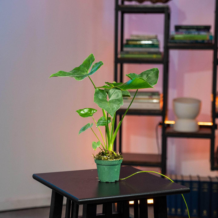 Gabriella Plants Philodendron 3" Philodendron 'Ruckus' Seedling