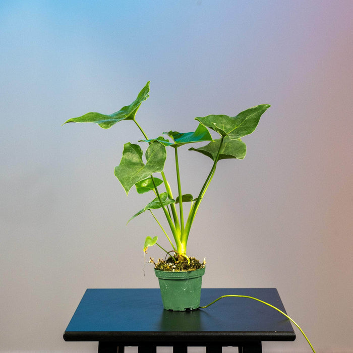 Gabriella Plants Philodendron 3" Philodendron 'Ruckus' Seedling