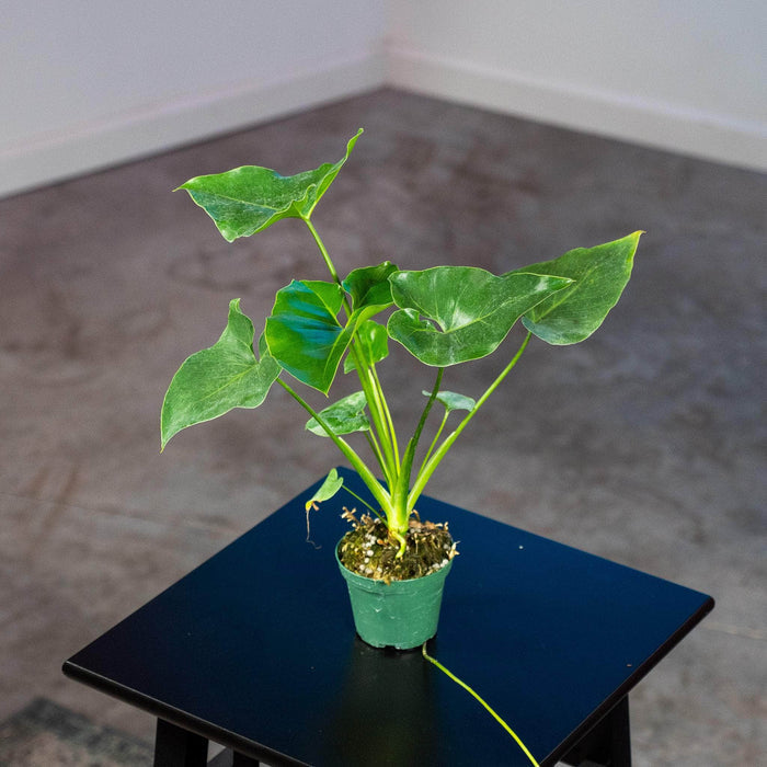 Gabriella Plants Philodendron 3" Philodendron 'Ruckus' Seedling