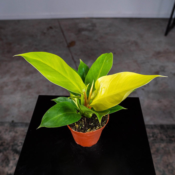 Gabriella Plants Philodendron 4" Philodendron 'Rush'