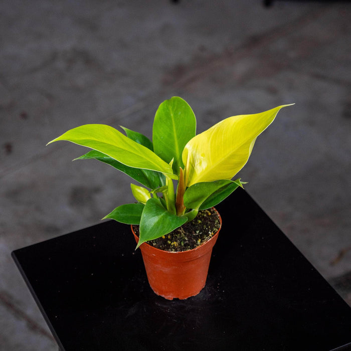 Gabriella Plants Philodendron 4" Philodendron 'Rush'