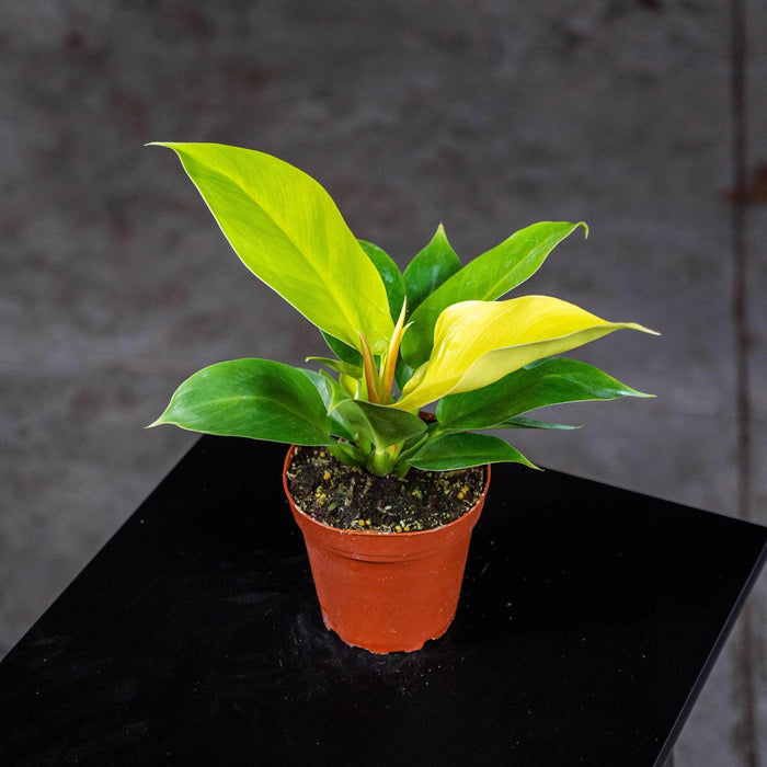 Gabriella Plants Philodendron 4" Philodendron 'Rush'