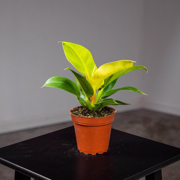 Gabriella Plants Philodendron 4" Philodendron 'Rush'