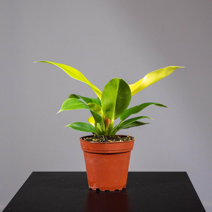 Gabriella Plants Philodendron 4" Philodendron 'Rush'