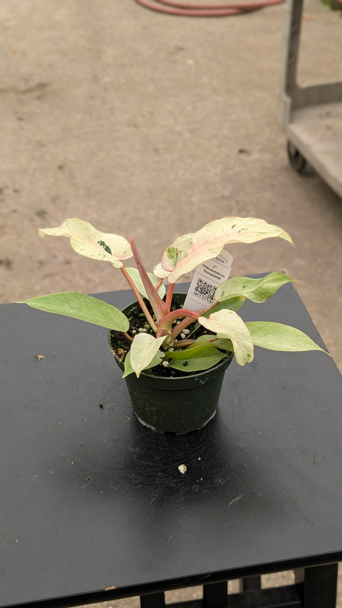 Gabriella Plants Philodendron 4" Philodendron 'Snowdrift'